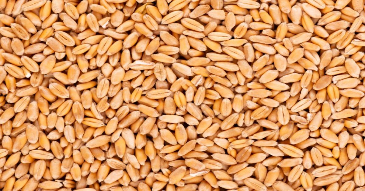 Wheat mandi prices today
